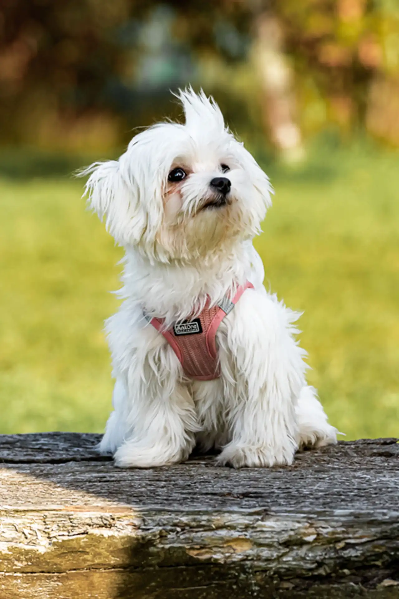 Orania Foto - Mobile Fotografie Tierporträt HaustierHund Natur